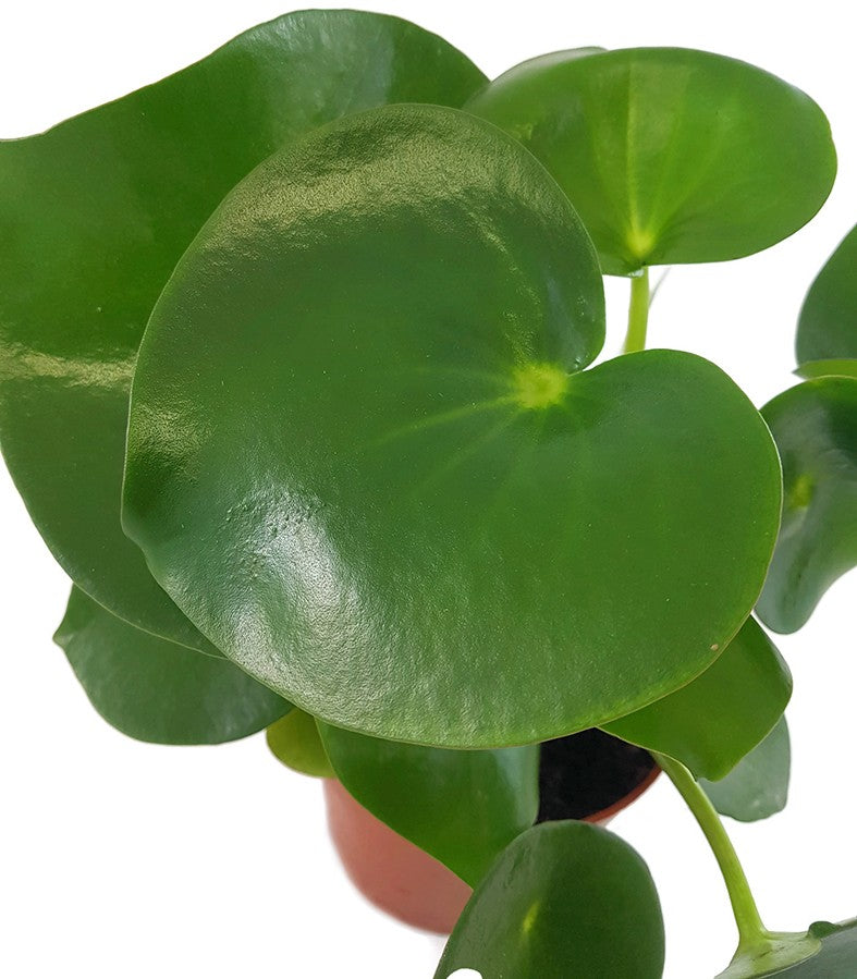 Peperomia Polybotrya "Raindrop" - Zierpfeffer