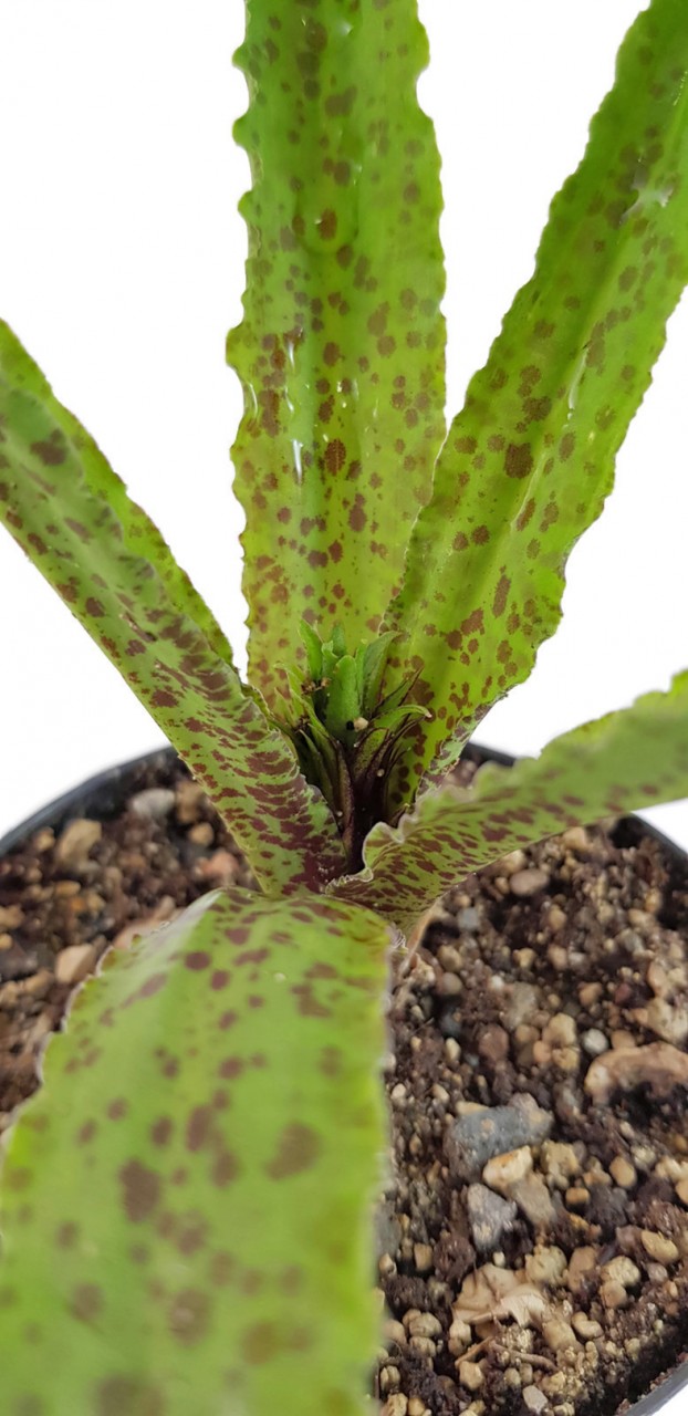 Eucomis vandermerwei "Steenkampsberg" - Schopflilie