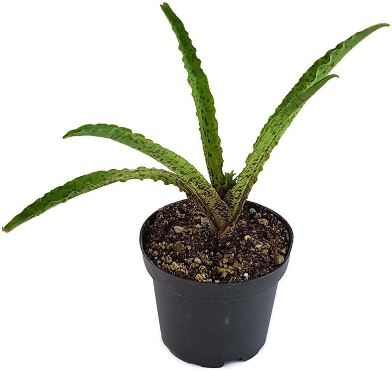 Eucomis vandermerwei "Steenkampsberg" - Schopflilie