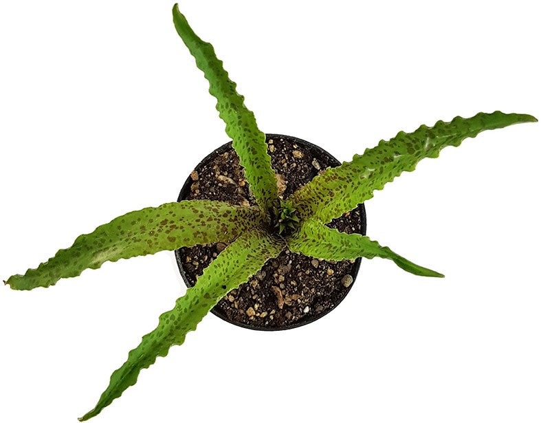 Eucomis vandermerwei "Steenkampsberg" - Schopflilie