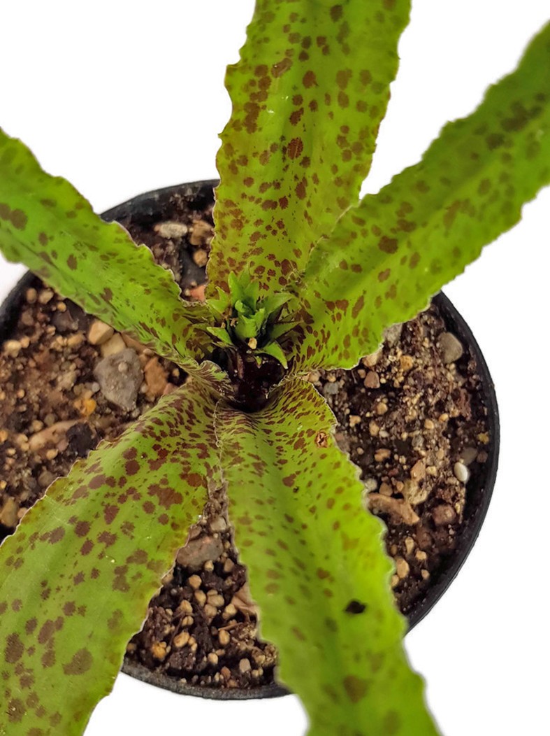 Eucomis vandermerwei "Steenkampsberg" - Schopflilie