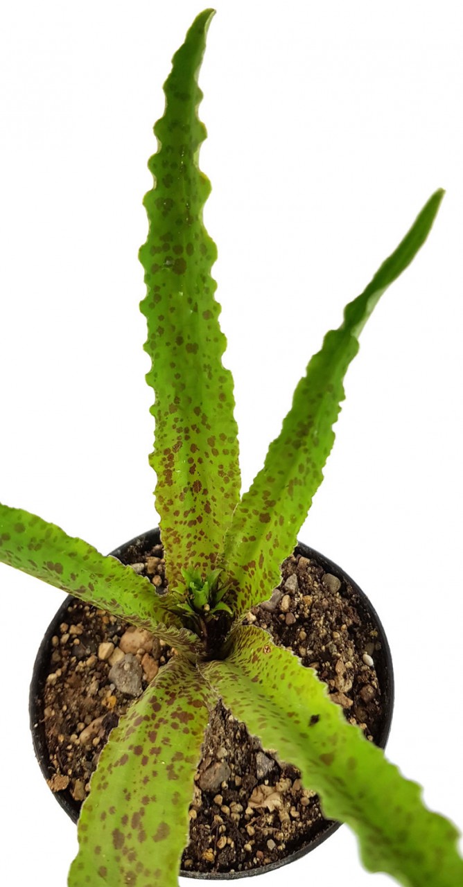 Eucomis vandermerwei "Steenkampsberg" - Schopflilie