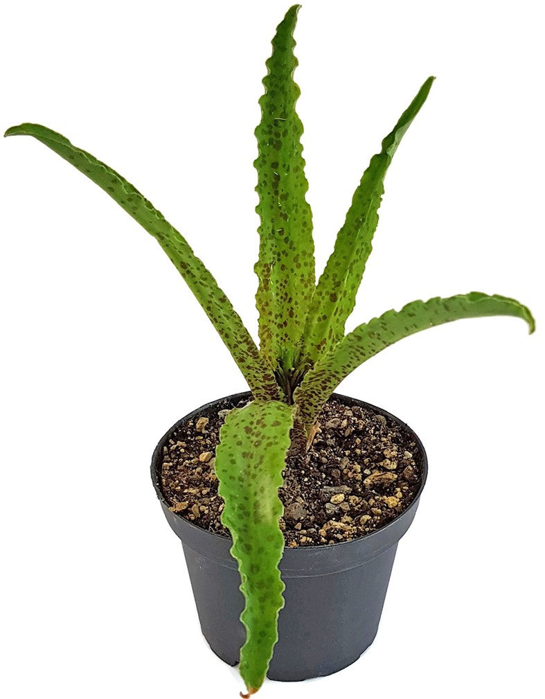 Eucomis vandermerwei "Steenkampsberg" - Schopflilie