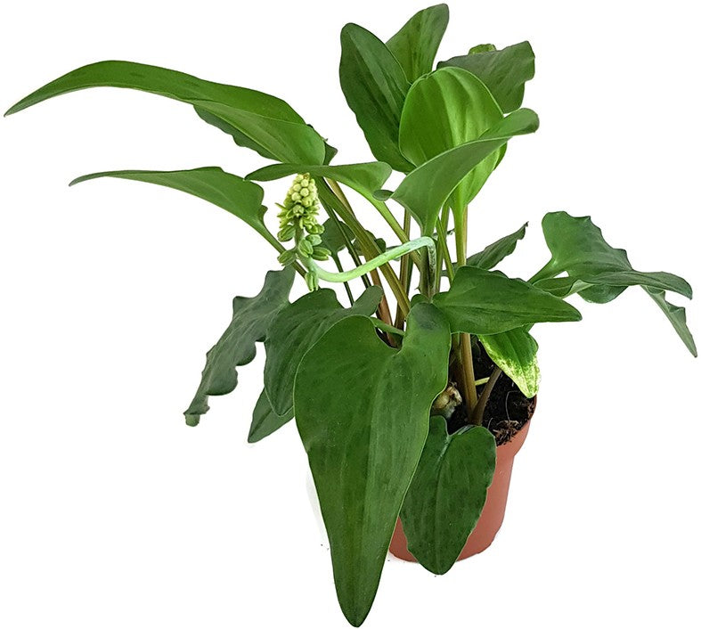 Drimiopsis maculata - Leopardenpflanze