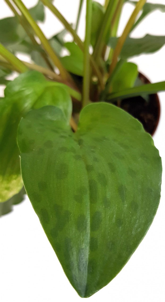 Drimiopsis maculata - Leopardenpflanze