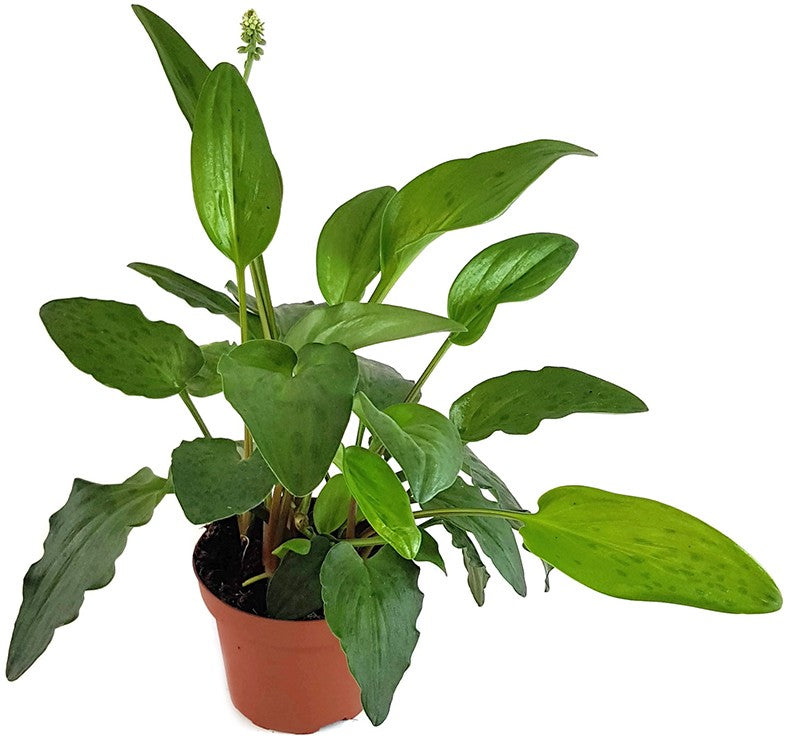 Drimiopsis maculata - Leopardenpflanze