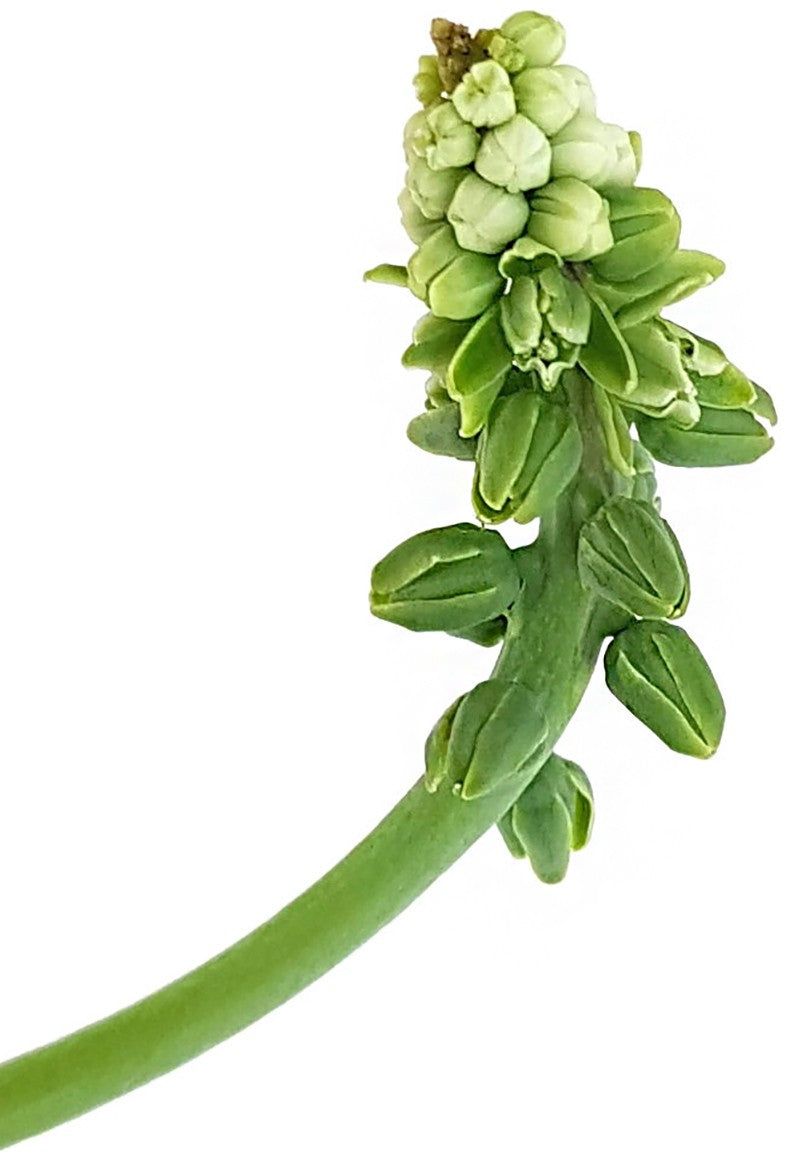 Drimiopsis maculata - Leopardenpflanze