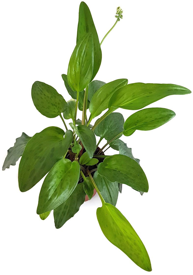 Drimiopsis maculata - Leopardenpflanze