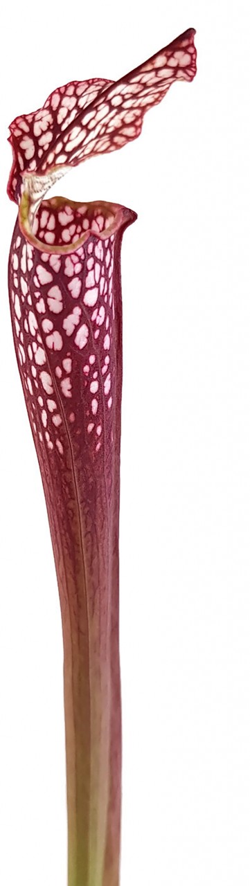 Sarracenia Leucophylla Seminole, Baldwin Co., Alabama