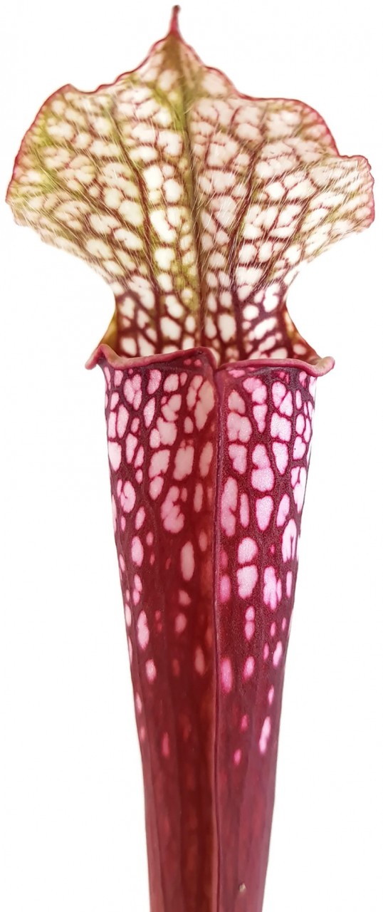 Sarracenia Leucophylla Seminole, Baldwin Co., Alabama