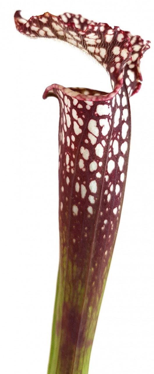 Sarracenia Leucophylla Seminole, Baldwin Co., Alabama