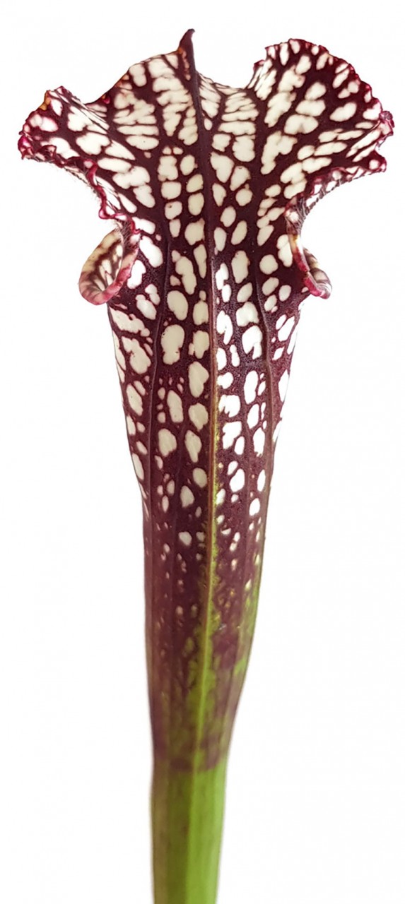 Sarracenia Leucophylla Seminole, Baldwin Co., Alabama