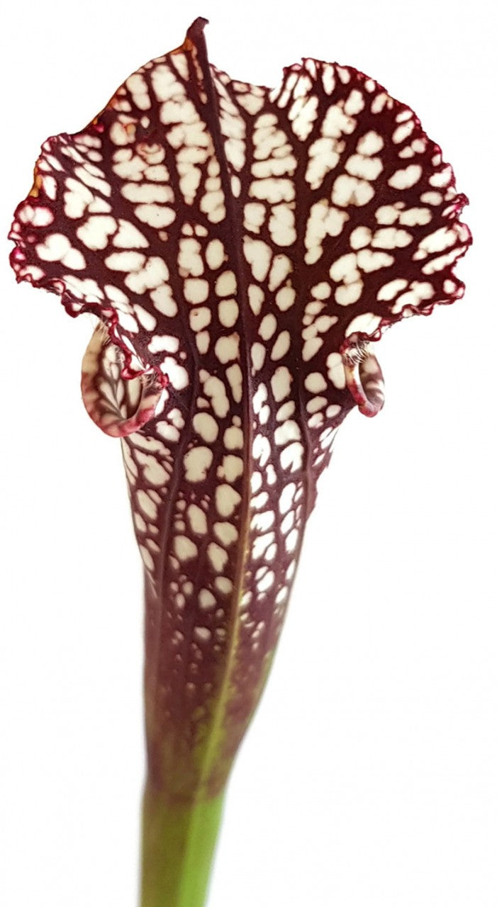 Sarracenia Leucophylla Seminole, Baldwin Co., Alabama