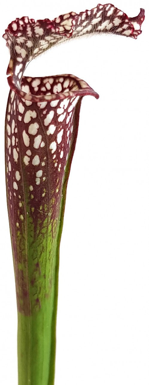 Sarracenia Leucophylla Seminole, Baldwin Co., Alabama