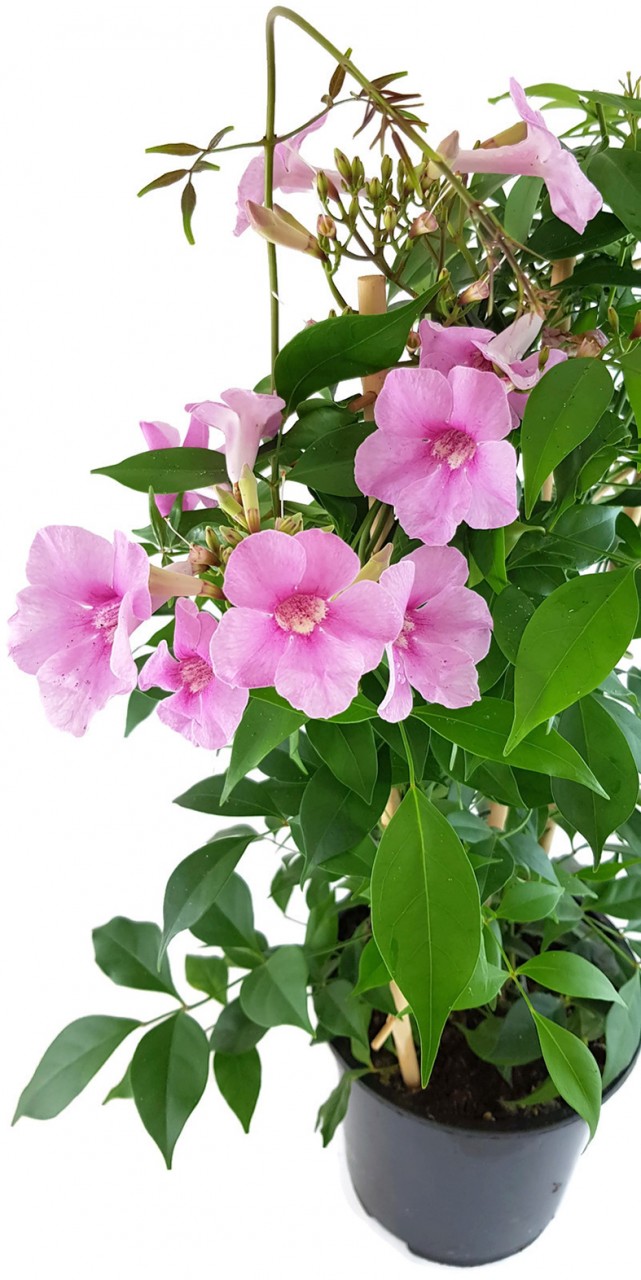 Pandorea jasminoides - Laubenwein