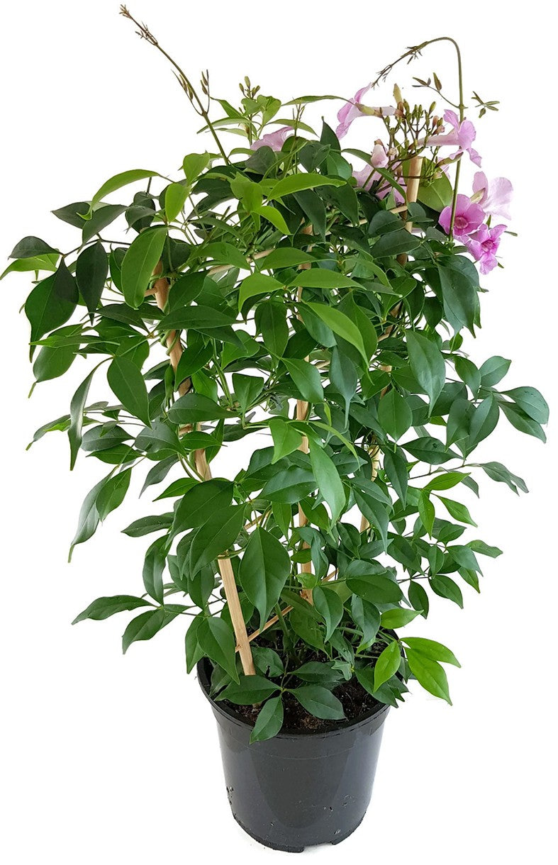 Pandorea jasminoides - Laubenwein