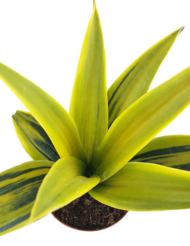 Sansevieria "Golden Flame" - goldgelber Bogenhanf