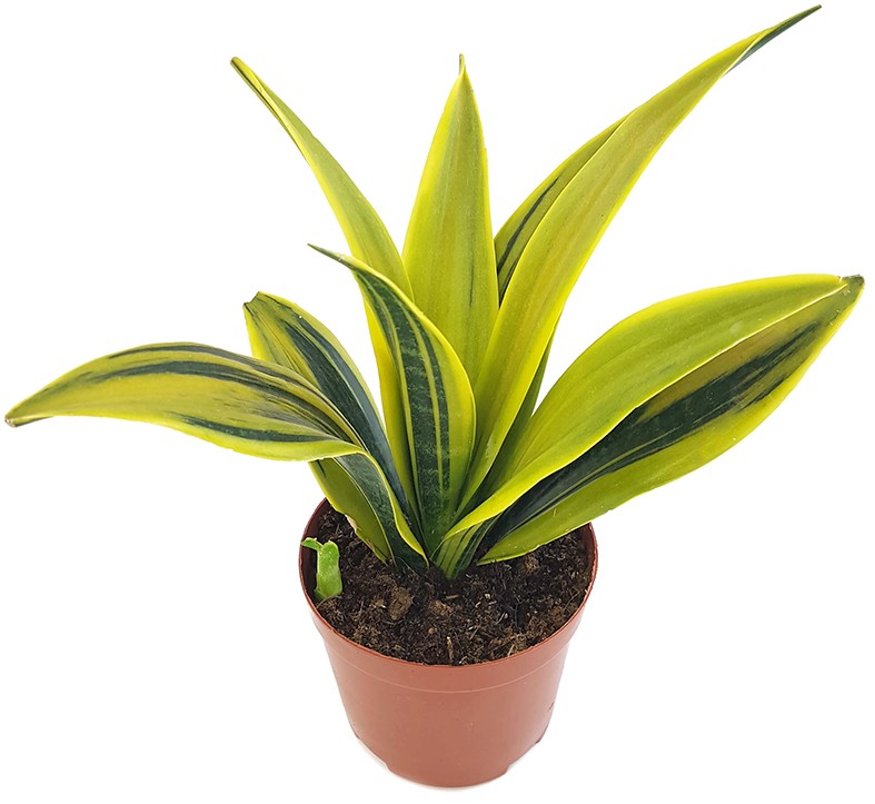 Sansevieria "Golden Flame" - goldgelber Bogenhanf