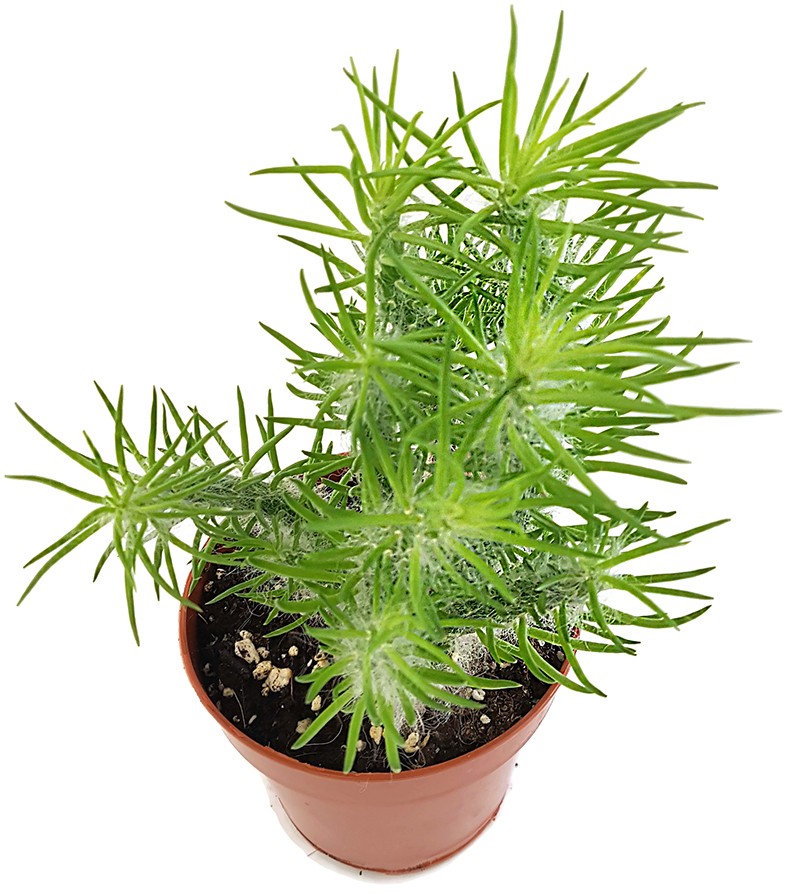 Opuntia Vestita - Sukkulente