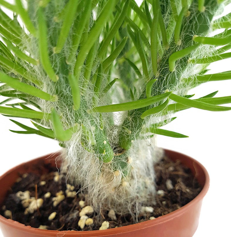 Opuntia Vestita - Sukkulente