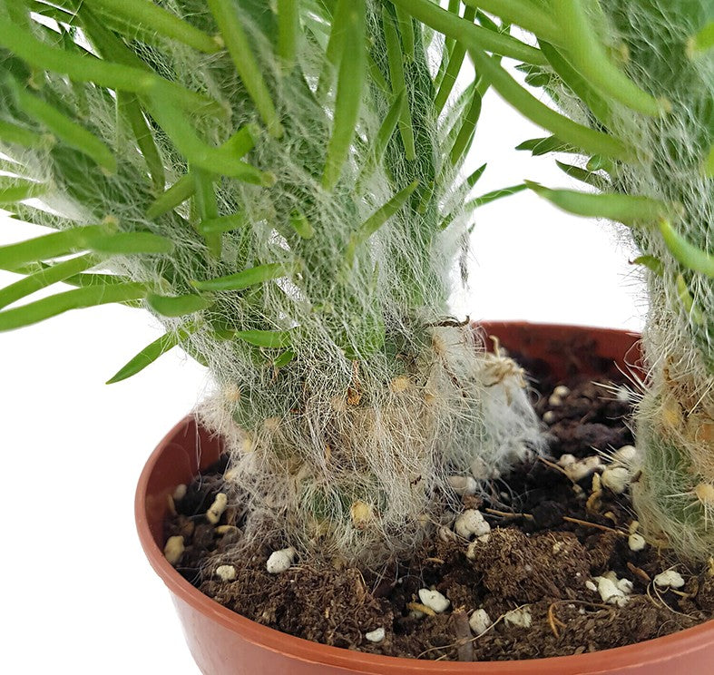 Opuntia Vestita - Sukkulente