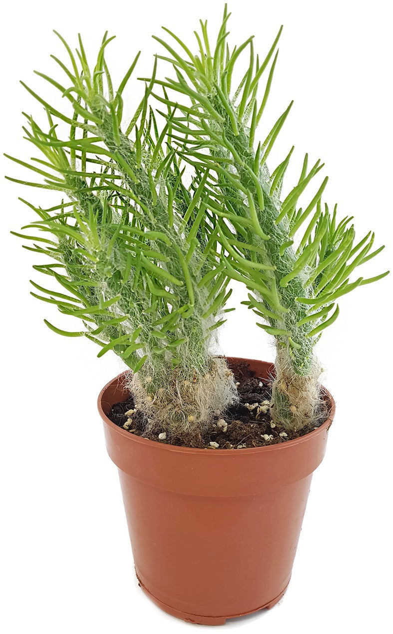 Opuntia Vestita - Sukkulente