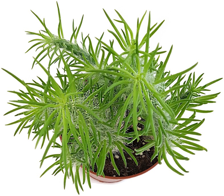 Opuntia Vestita - Sukkulente