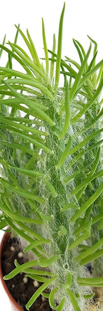 Opuntia Vestita - Sukkulente