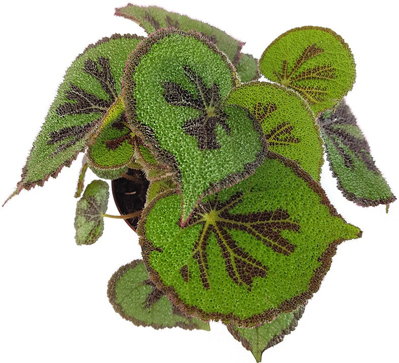 Begonia masoniana "Iron Cross" - Begonie