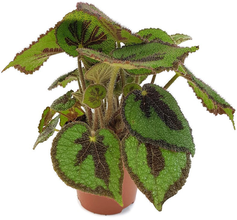 Begonia masoniana "Iron Cross" - Begonie