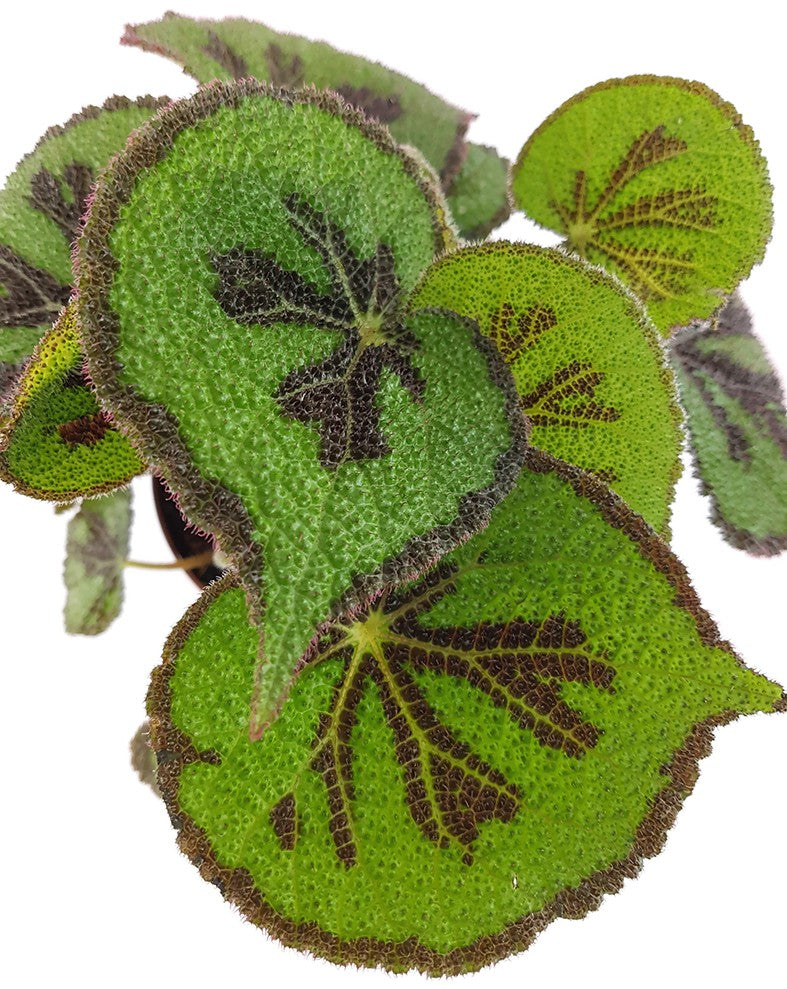 Begonia masoniana "Iron Cross" - Begonie