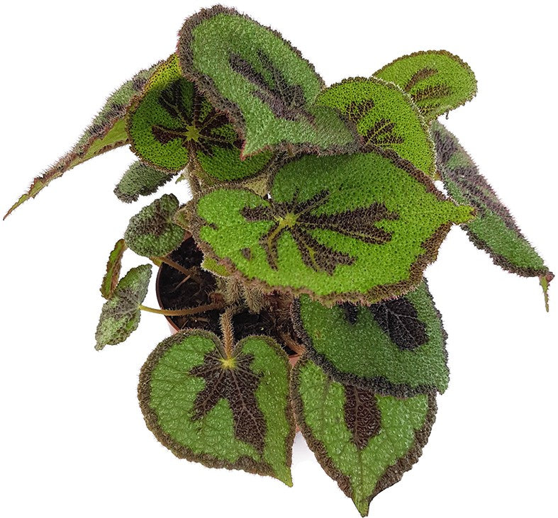 Begonia masoniana "Iron Cross" - Begonie