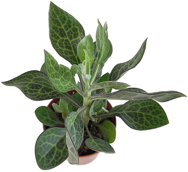 Kleinia Senecio Nyikensis - Sukkulente