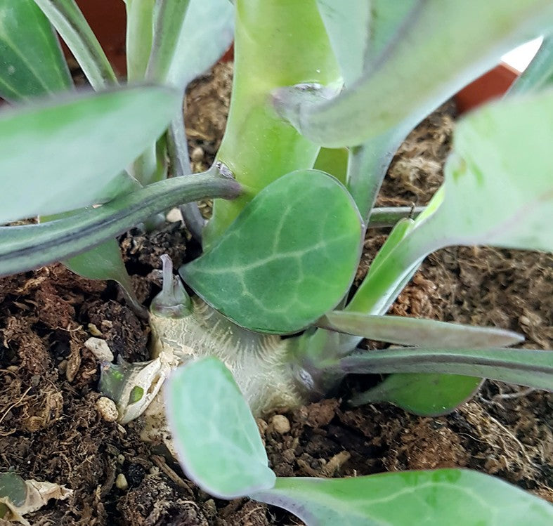 Kleinia Senecio Nyikensis - Sukkulente