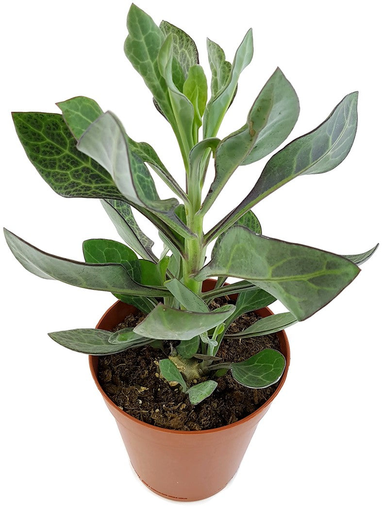 Kleinia Senecio Nyikensis - Sukkulente
