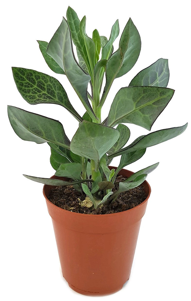 Kleinia Senecio Nyikensis - Sukkulente