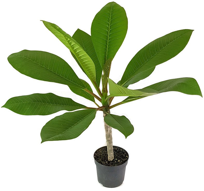 Plumeria Frangipani "Alba" - Tempelbaum mit weißen Blüten