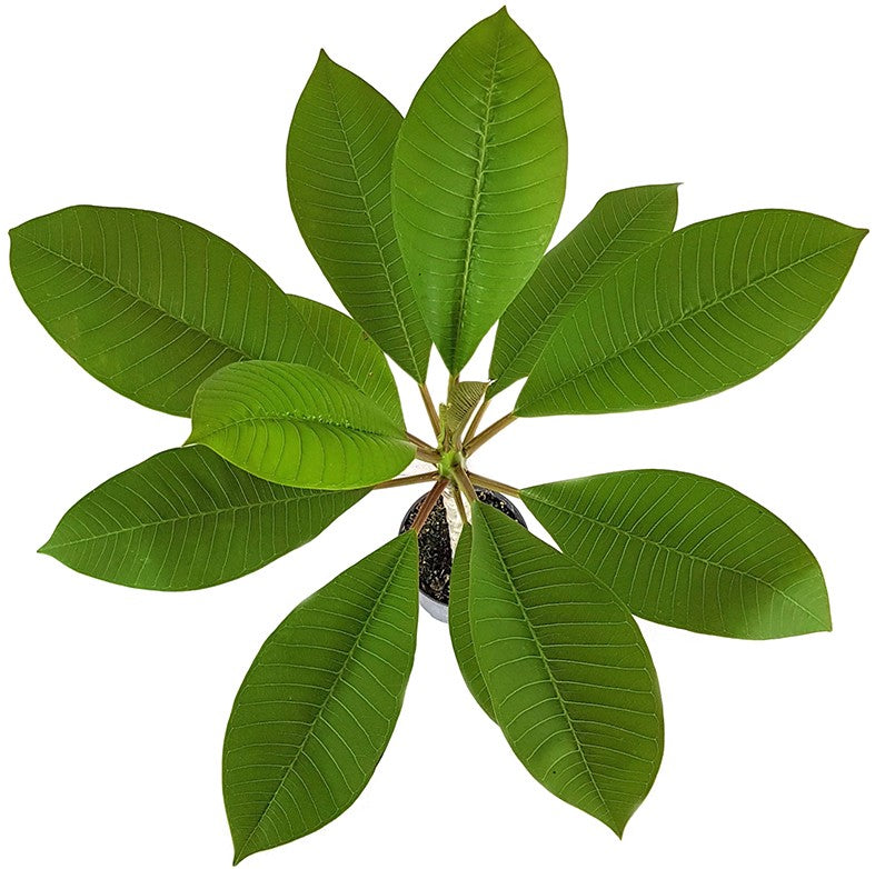 Plumeria Frangipani "Alba" - Tempelbaum mit weißen Blüten