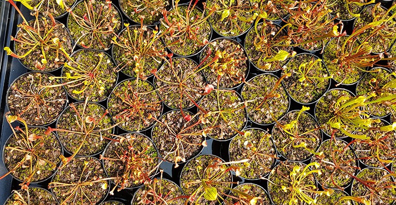 Sarracenia Flava var. Atropurpurea X self - 2 jährige Sämlinge - seedgrown