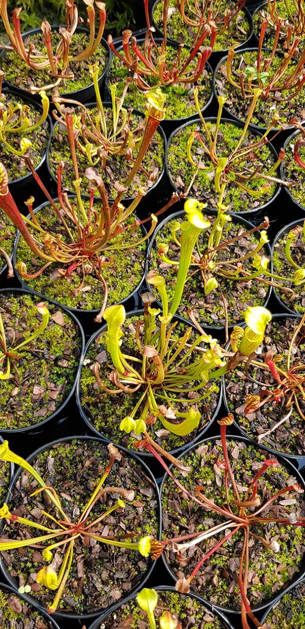 Sarracenia Flava var. Atropurpurea X self - 2 jährige Sämlinge - seedgrown