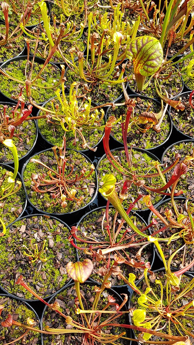 Sarracenia Flava var. Atropurpurea X self - 2 jährige Sämlinge - seedgrown