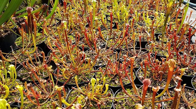 Sarracenia Flava var. Atropurpurea X self - 2 jährige Sämlinge - seedgrown