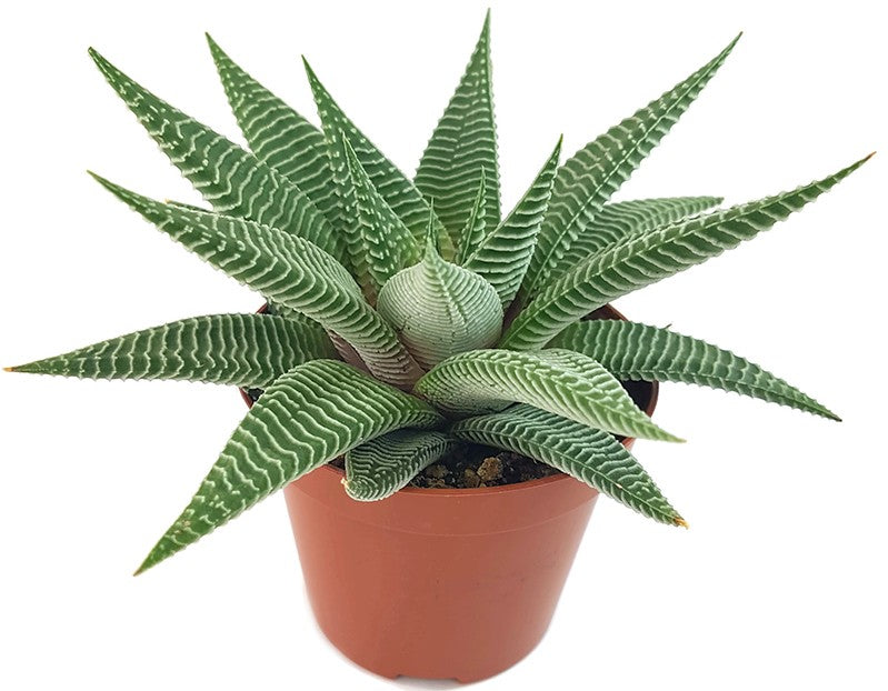 Haworthia "Spider" - hypnotisierende Sukkulente
