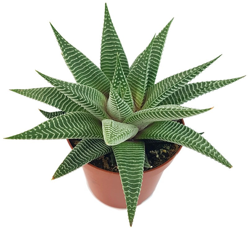 Haworthia "Spider" - hypnotisierende Sukkulente