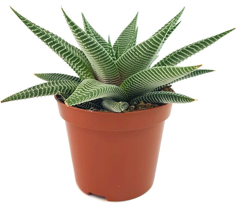 Haworthia "Spider" - hypnotisierende Sukkulente