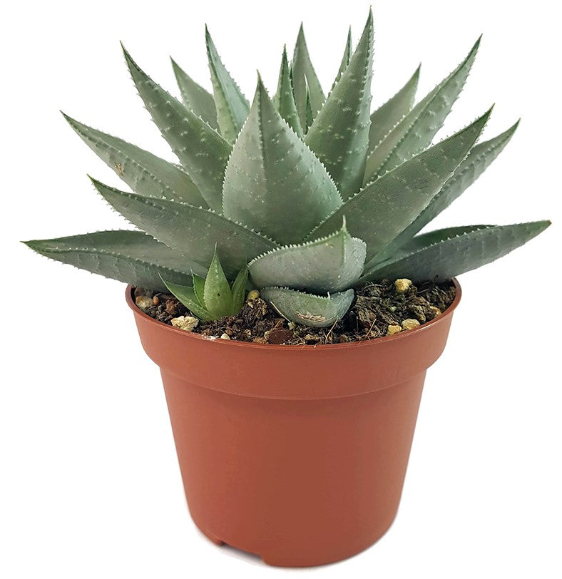 Haworthia "Savanna" - silber-graue Sukkulente