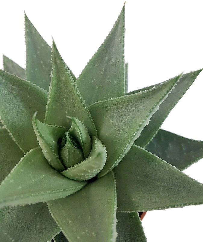 Haworthia "Savanna" - silber-graue Sukkulente