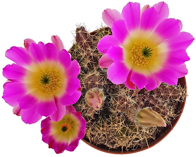 Echinocereus pentalophus - Kaktus