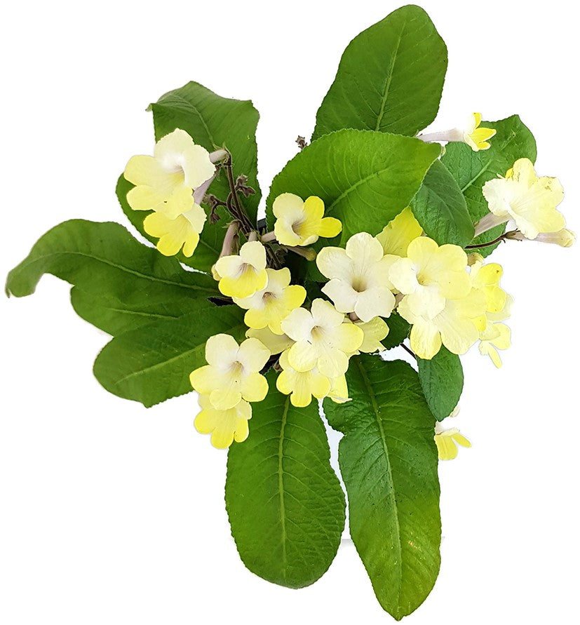 Streptocarpus "Zitronenfunkeln" - afrikanisches Veilchen