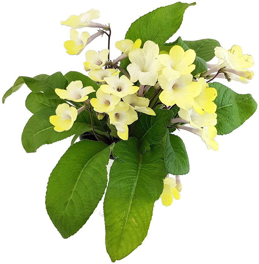 Streptocarpus "Zitronenfunkeln" - afrikanisches Veilchen